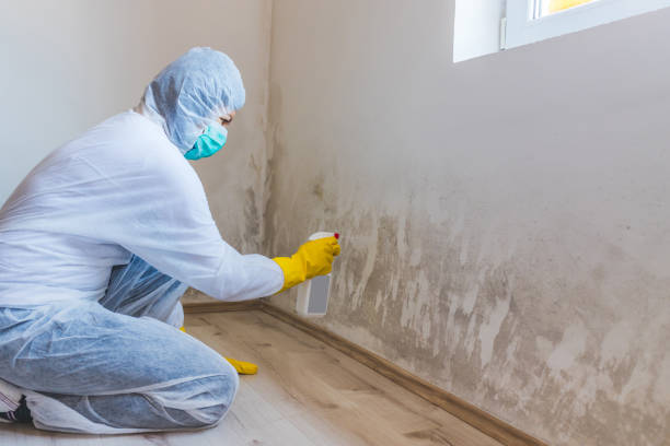 Licensed Basement Mold Remediation service in Annandale, NJ - Mold Remediation HQ