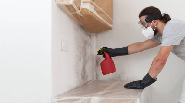Professional Basement Mold Remediation technician working in Annandale, NJ