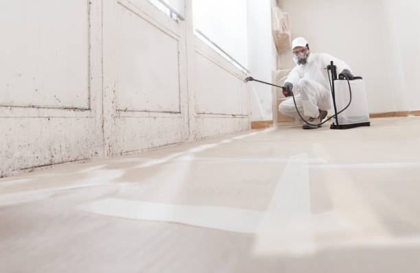 24/7 Emergency Basement Mold Remediation experts in Annandale, NJ