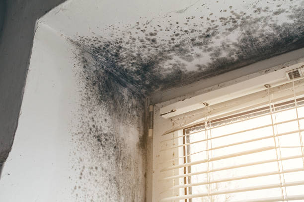Affordable Basement Mold Remediation solutions in Annandale, NJ