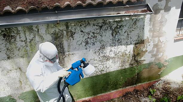 Top rated local Basement Mold Remediation specialists in Annandale, NJ